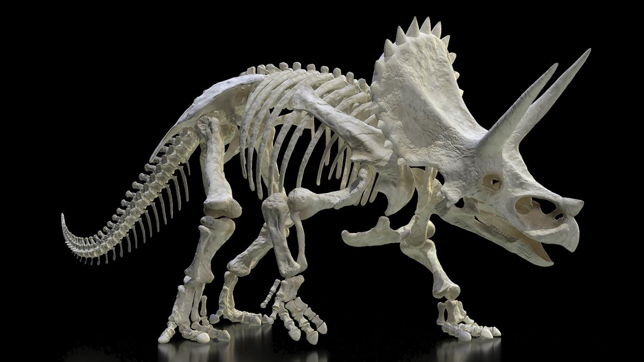 Triceratops Horridus Skeleton Walking Pose 3D