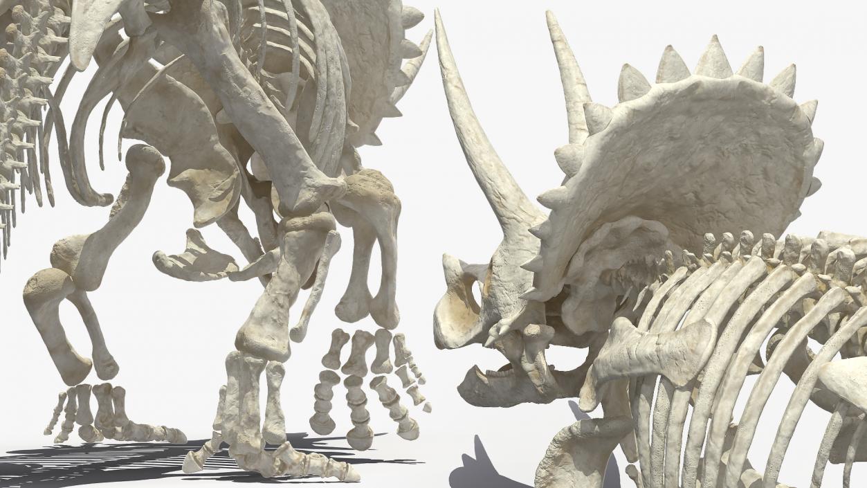 Triceratops Horridus Skeleton Walking Pose 3D