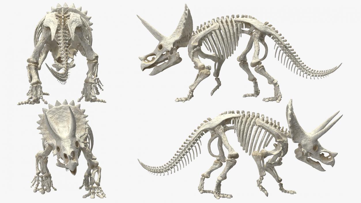 Triceratops Horridus Skeleton Walking Pose 3D