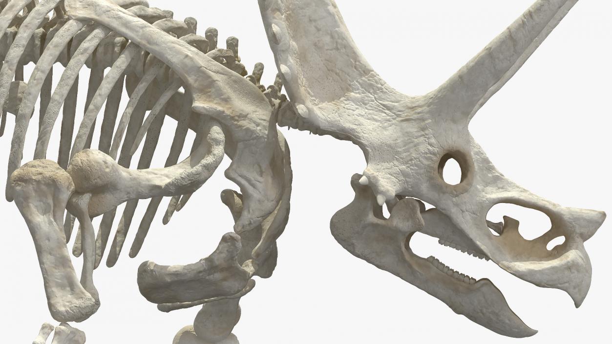 Triceratops Horridus Skeleton Walking Pose 3D