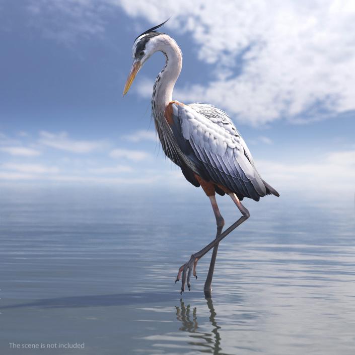 3D model Grey Heron Standing on One Leg