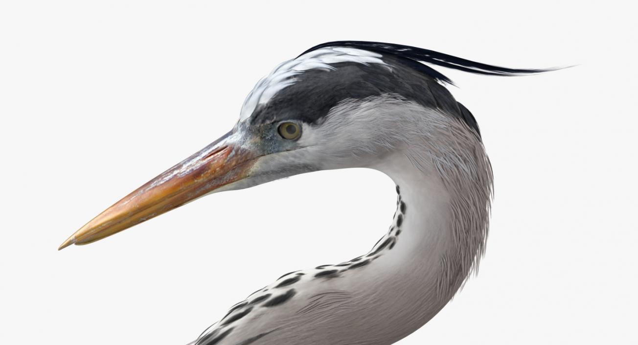 3D model Grey Heron Standing on One Leg