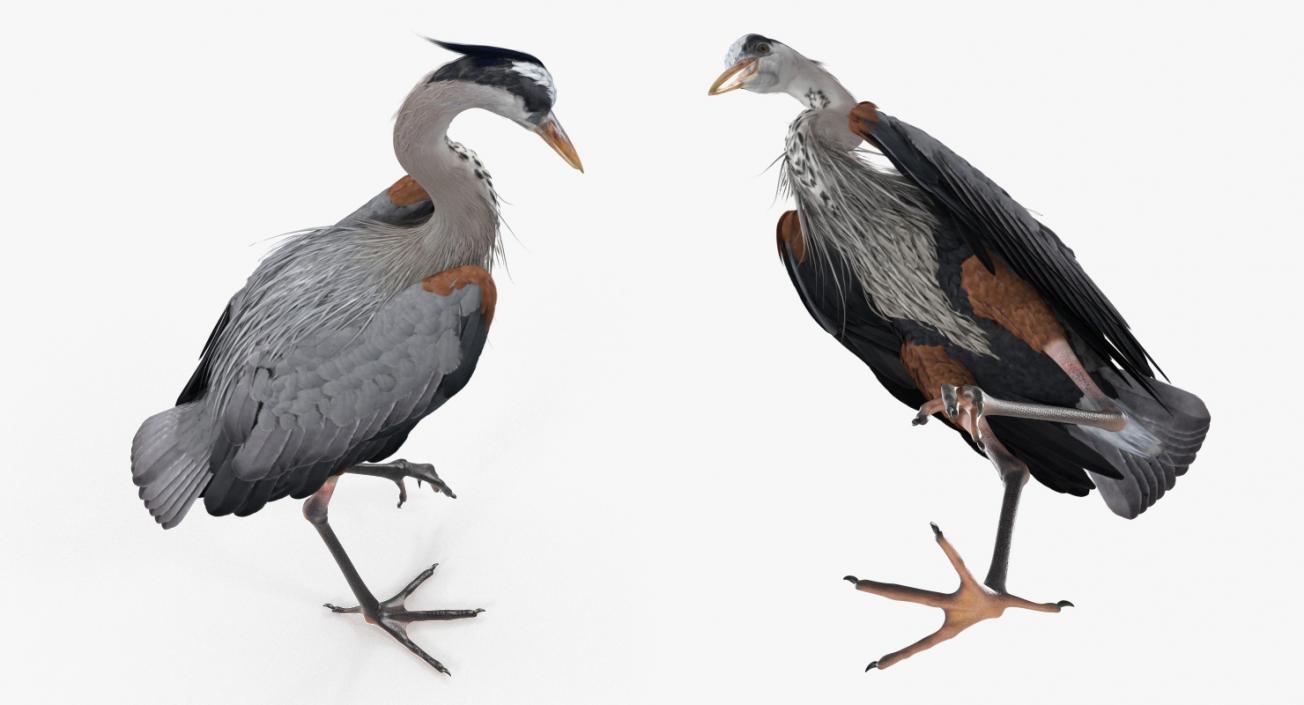 3D model Grey Heron Standing on One Leg