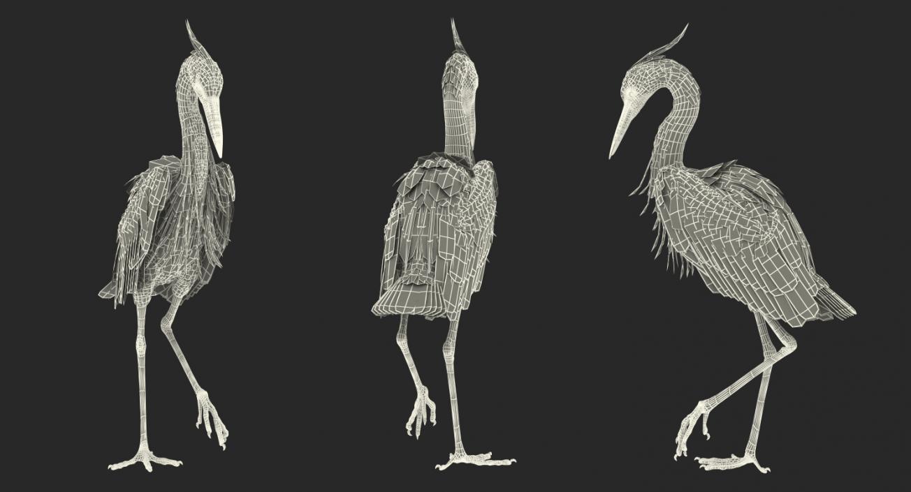 3D model Grey Heron Standing on One Leg