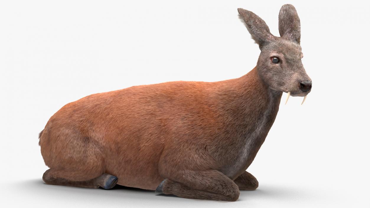 3D model Musk Deer Rigged Fur