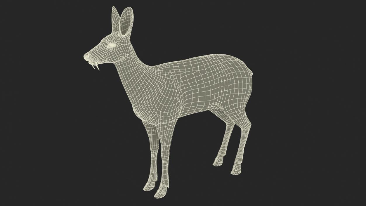 3D model Musk Deer Rigged Fur