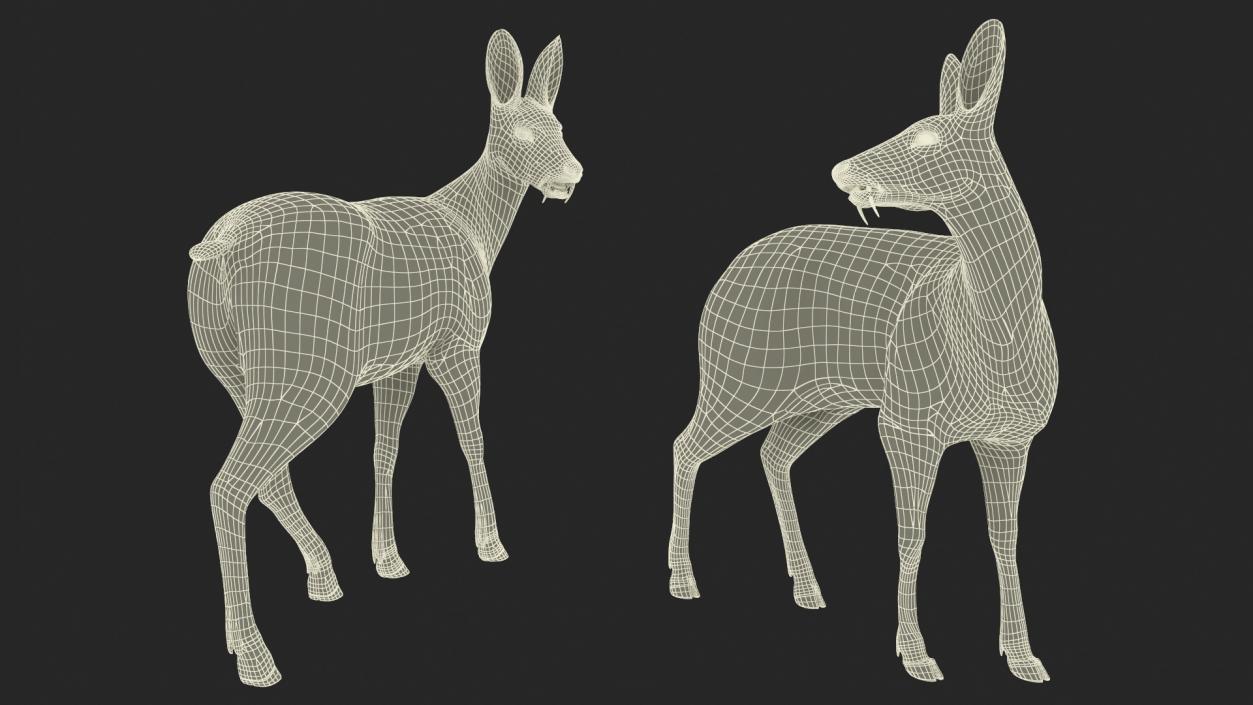 3D model Musk Deer Rigged Fur