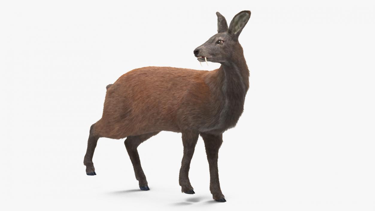 3D model Musk Deer Rigged Fur