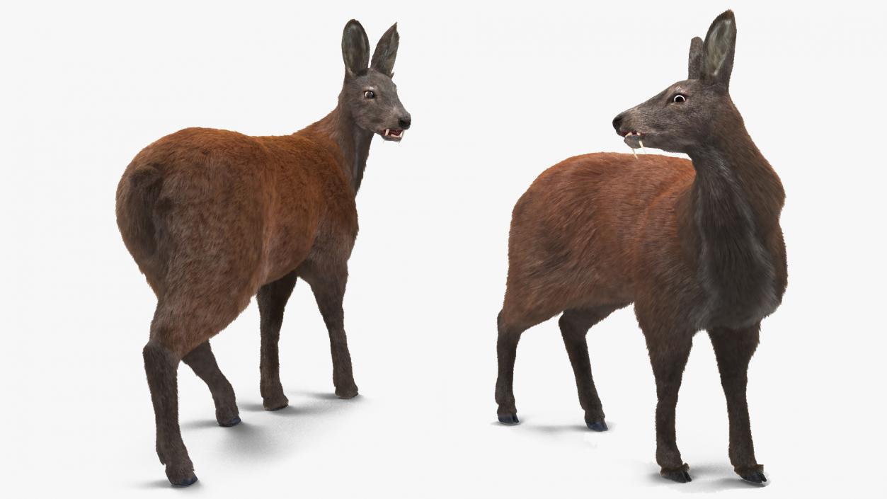 3D model Musk Deer Rigged Fur