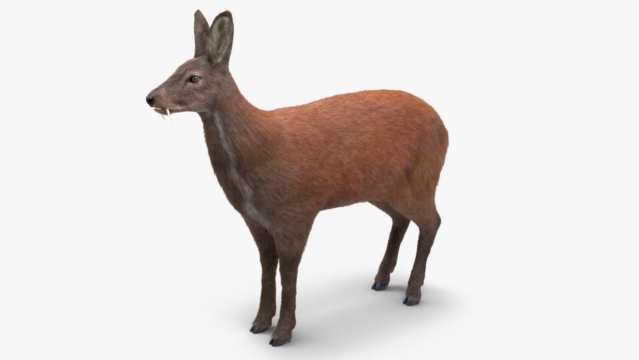 3D model Musk Deer Rigged Fur