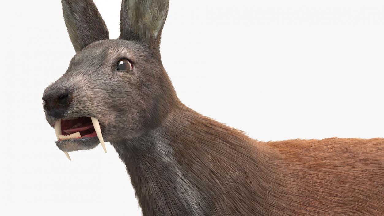 3D model Musk Deer Rigged Fur