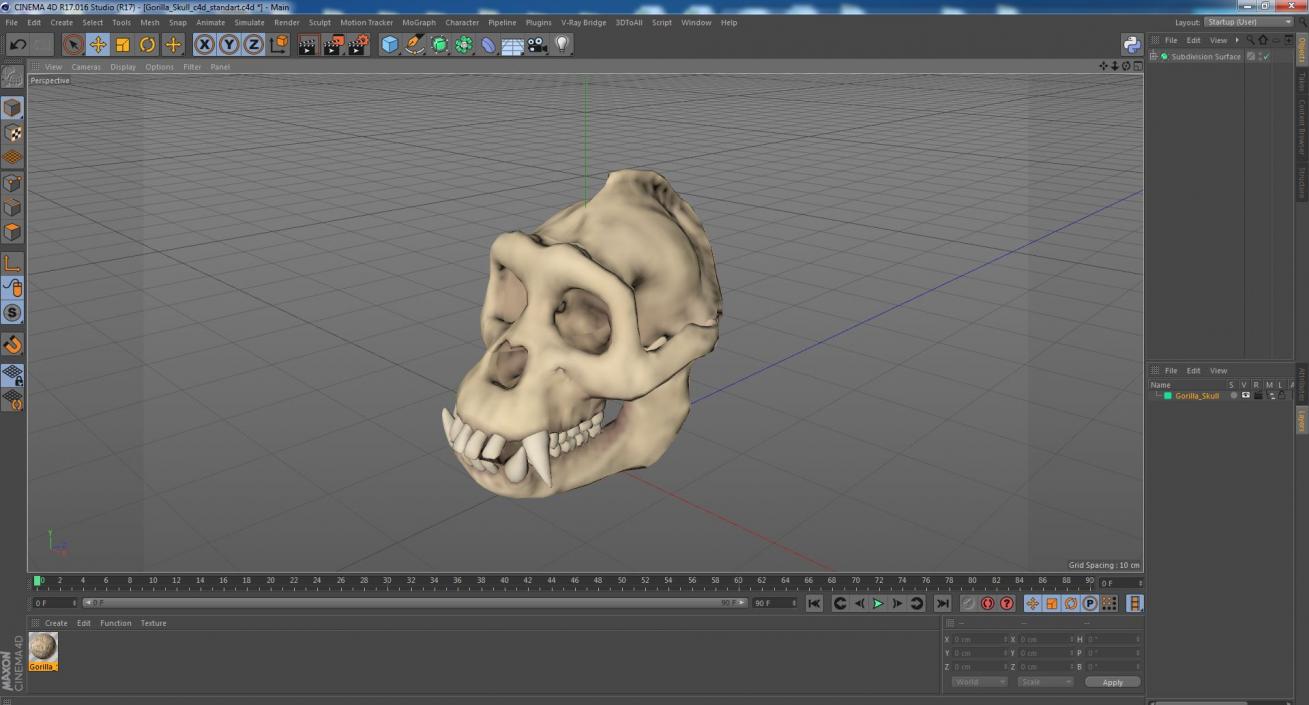 3D Gorilla Skull model