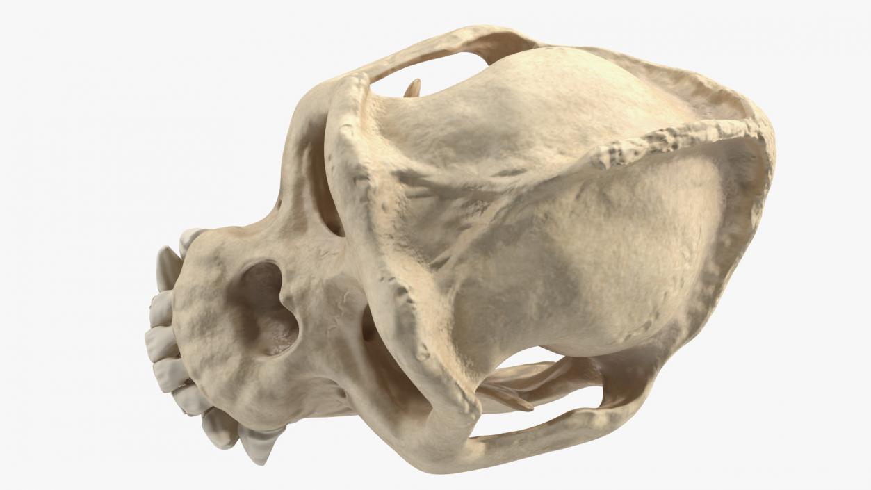 3D Gorilla Skull model