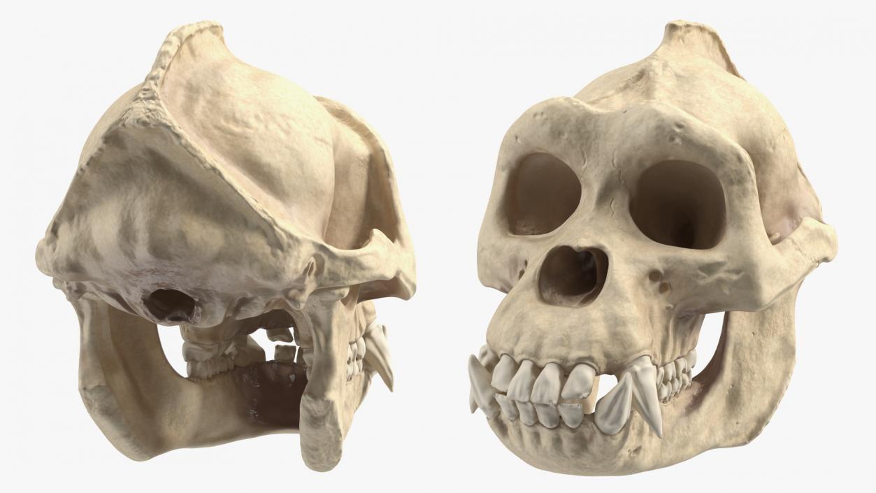 3D Gorilla Skull model