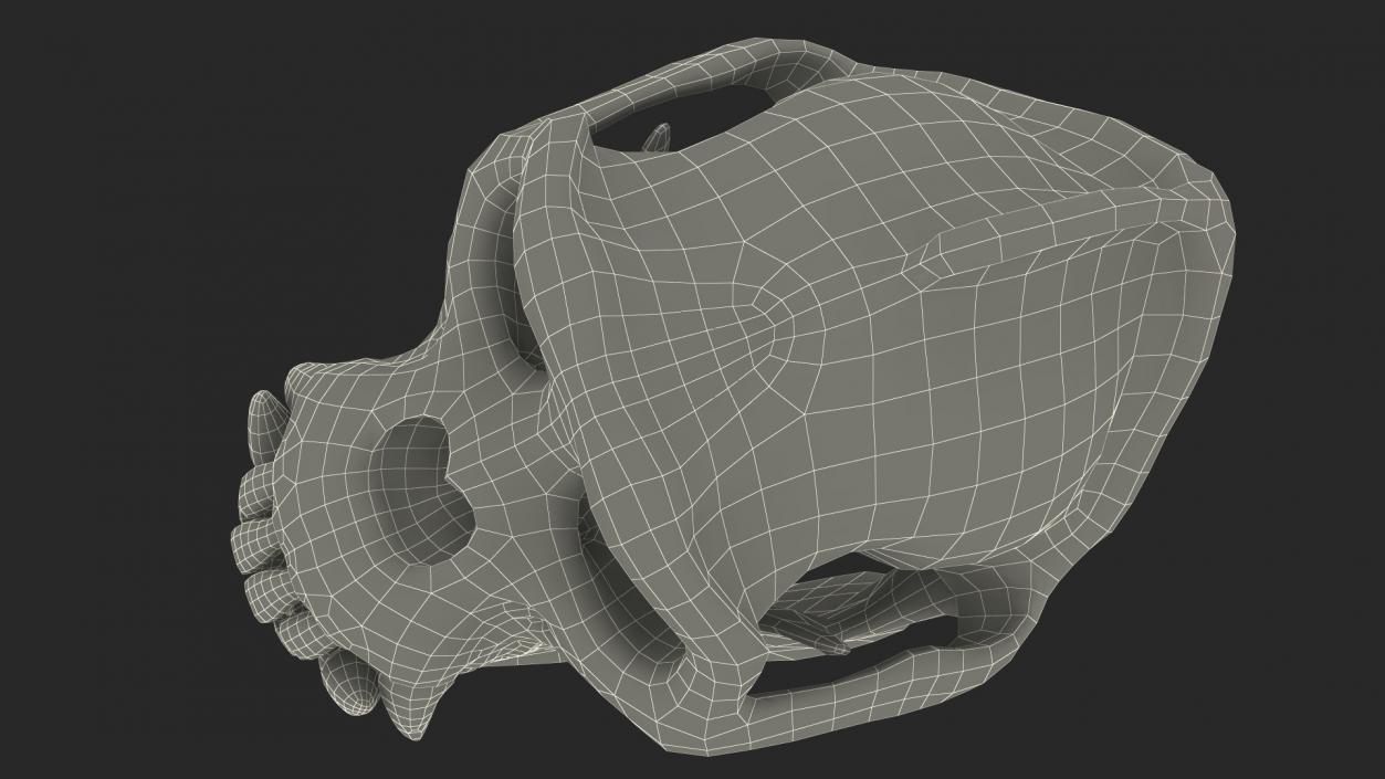 3D Gorilla Skull model