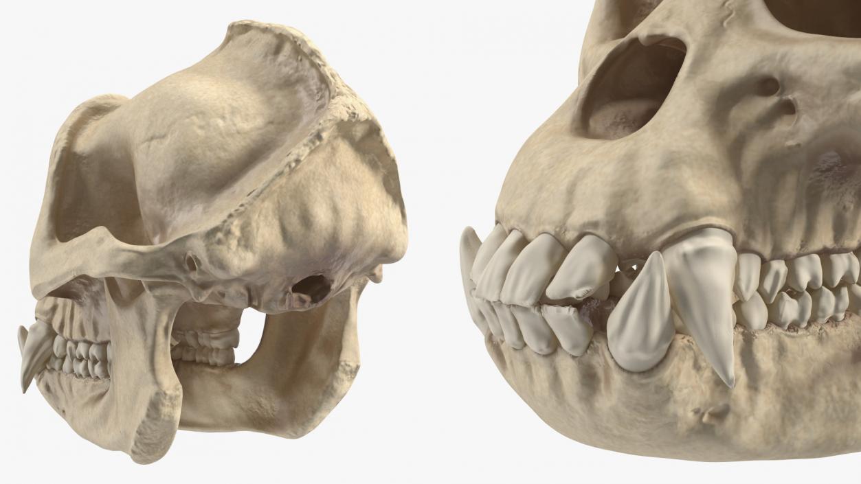 3D Gorilla Skull model