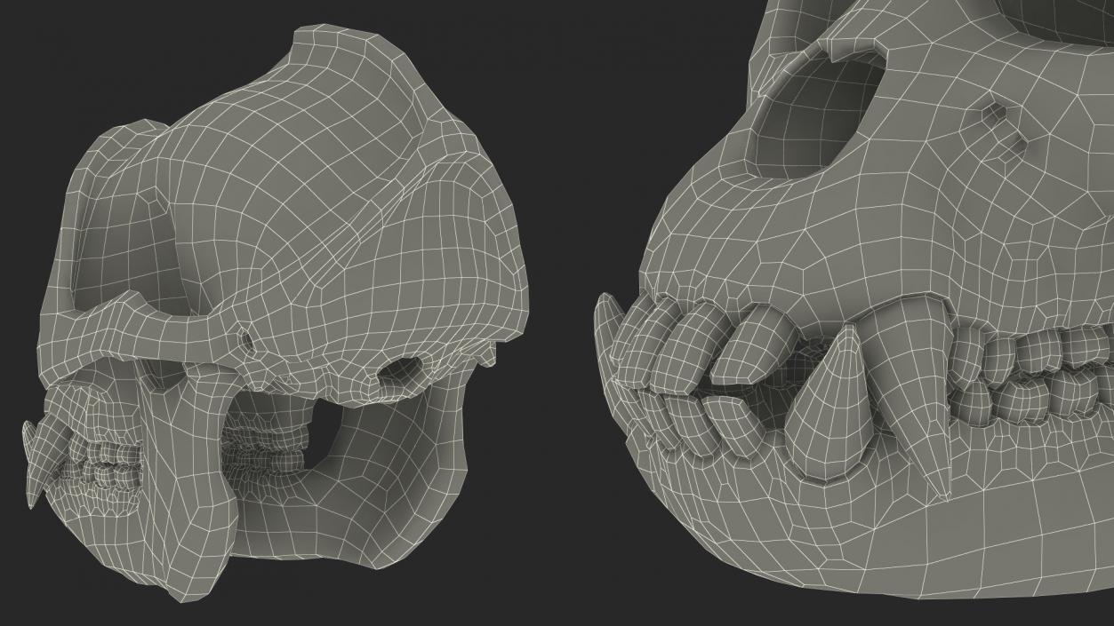 3D Gorilla Skull model