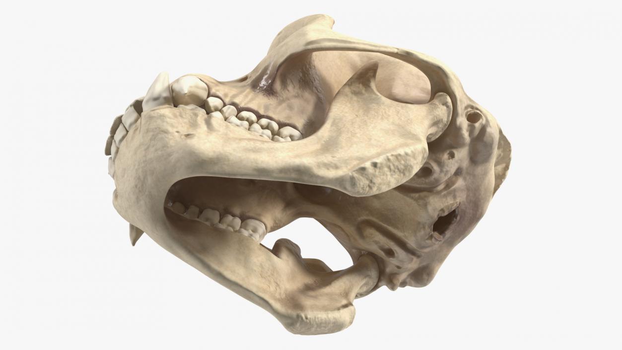 3D Gorilla Skull model