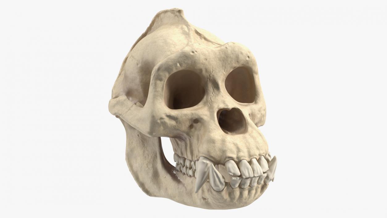 3D Gorilla Skull model