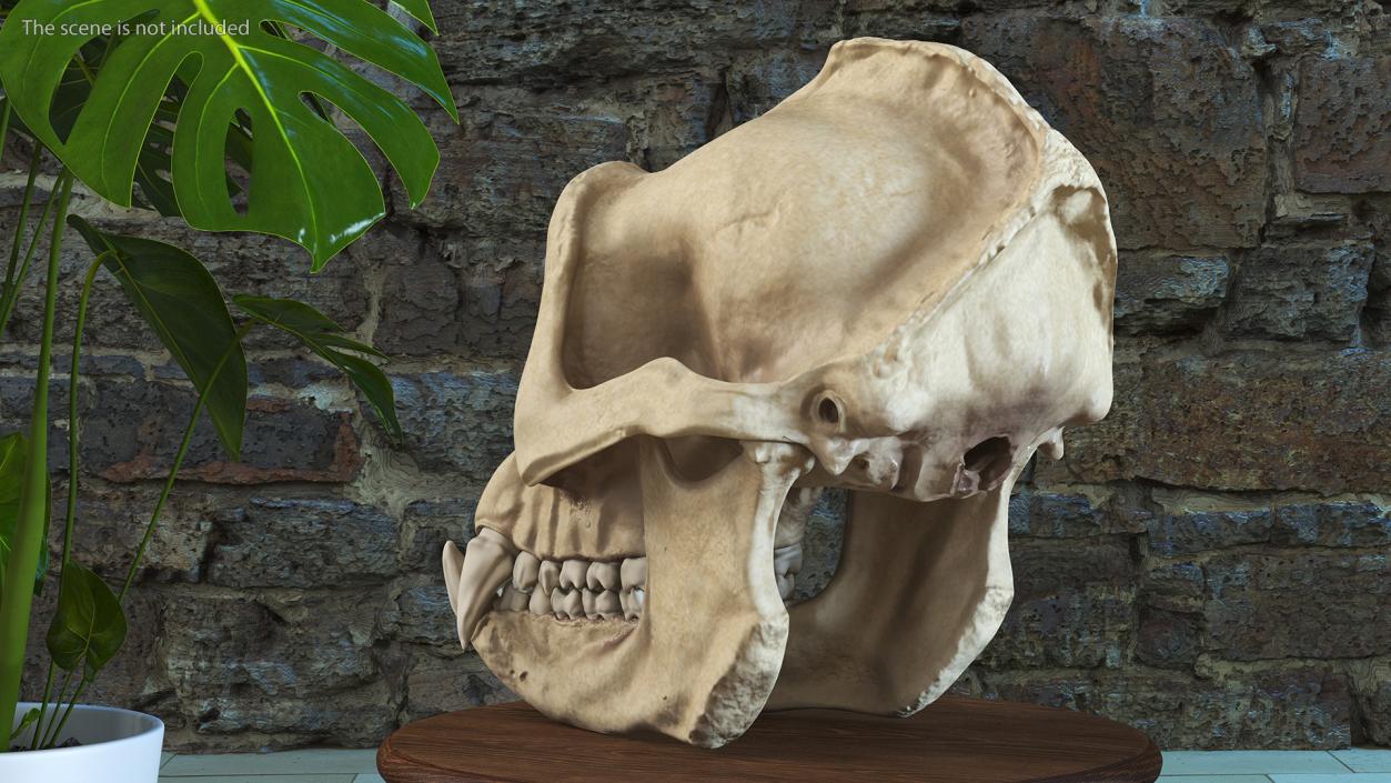 3D Gorilla Skull model