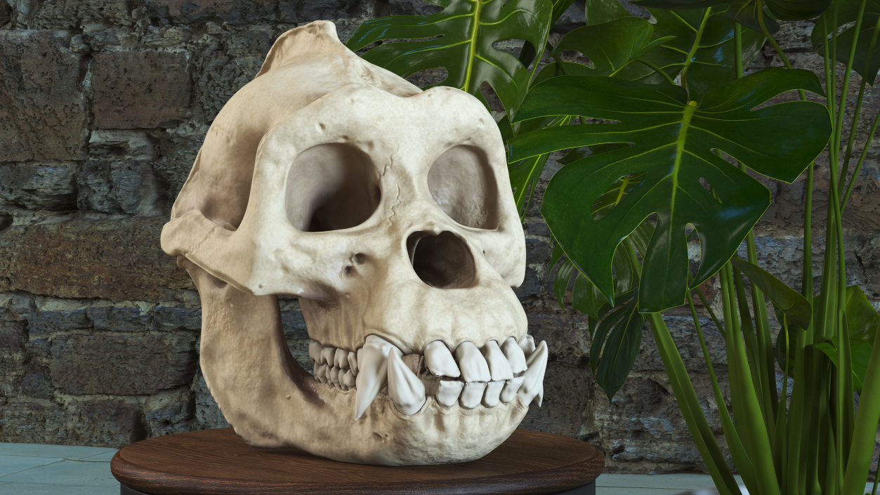 3D Gorilla Skull model