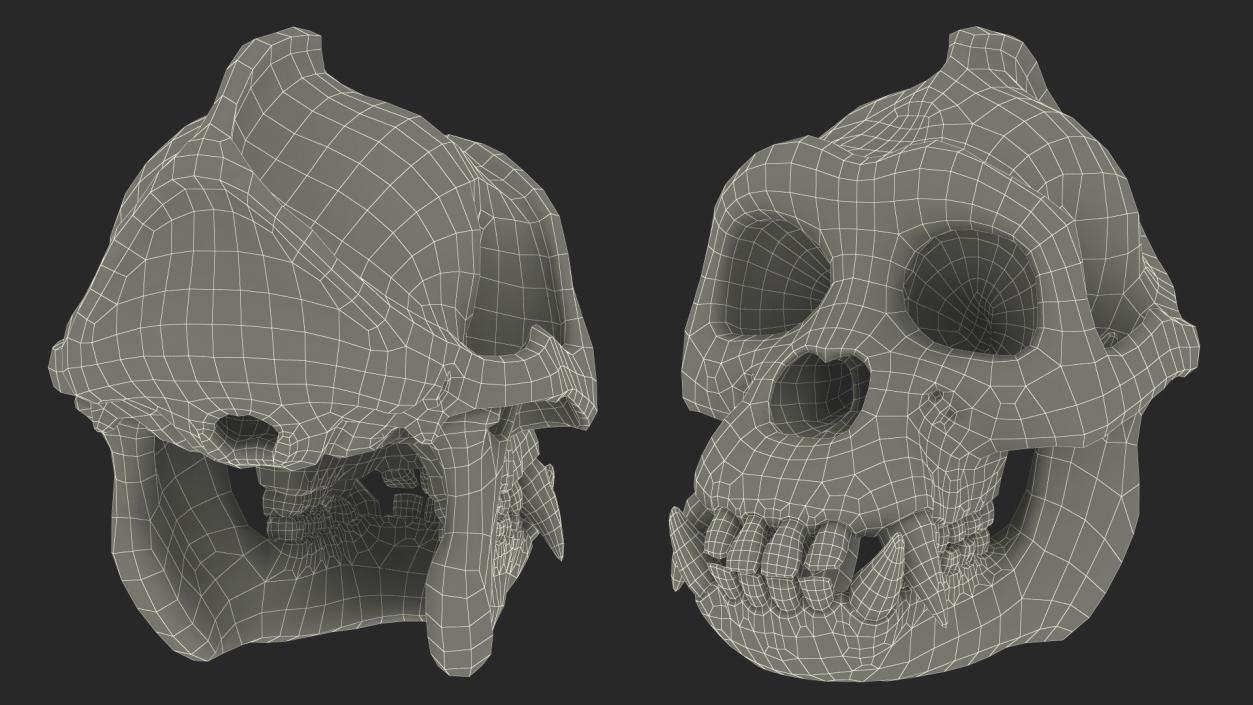 3D Gorilla Skull model