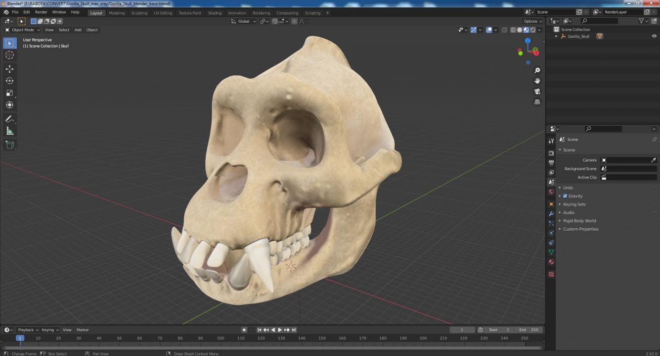 3D Gorilla Skull model