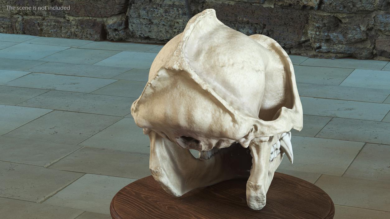 3D Gorilla Skull model