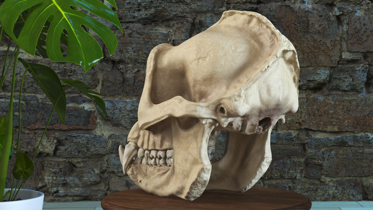 3D Gorilla Skull model