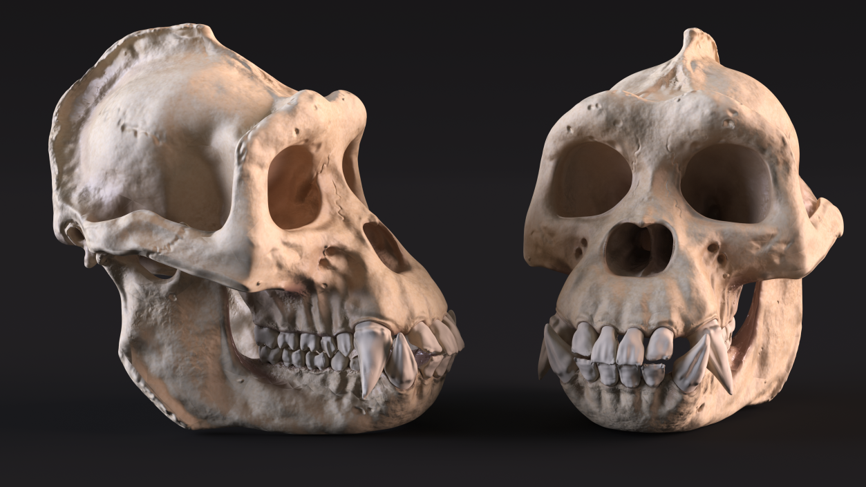 3D Gorilla Skull model