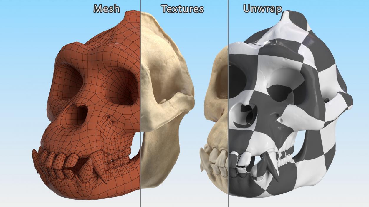 3D Gorilla Skull model