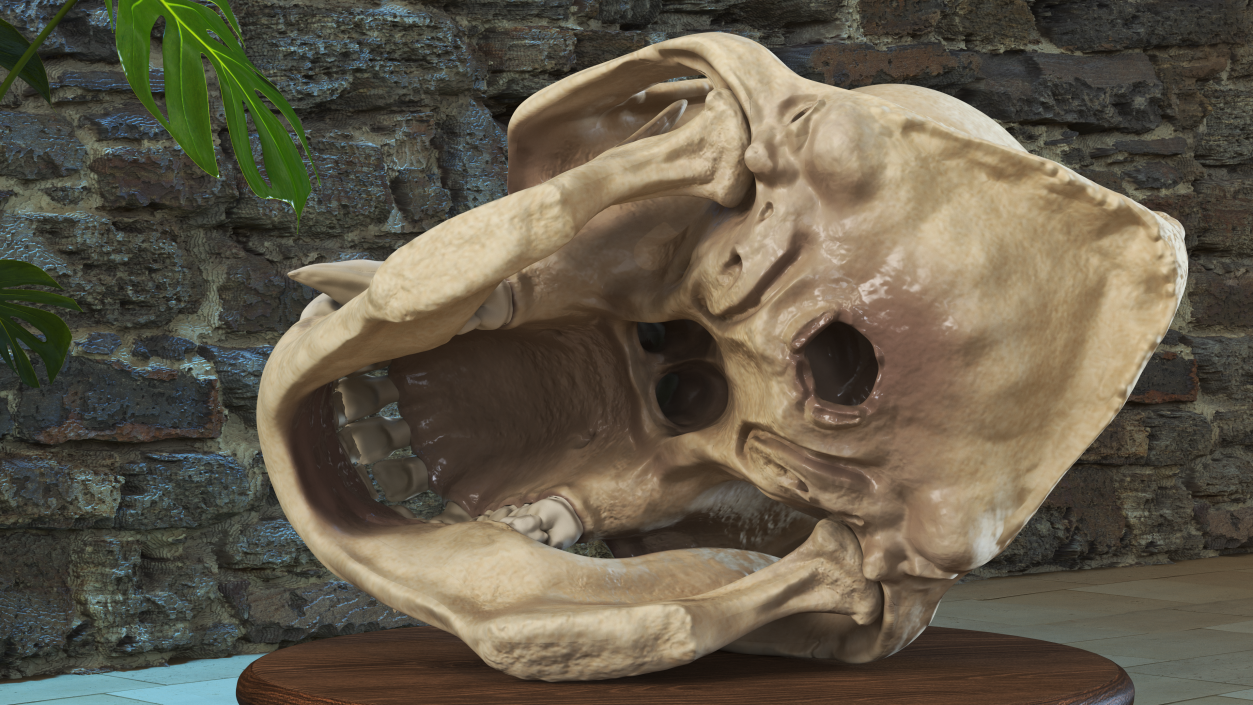 3D Gorilla Skull model