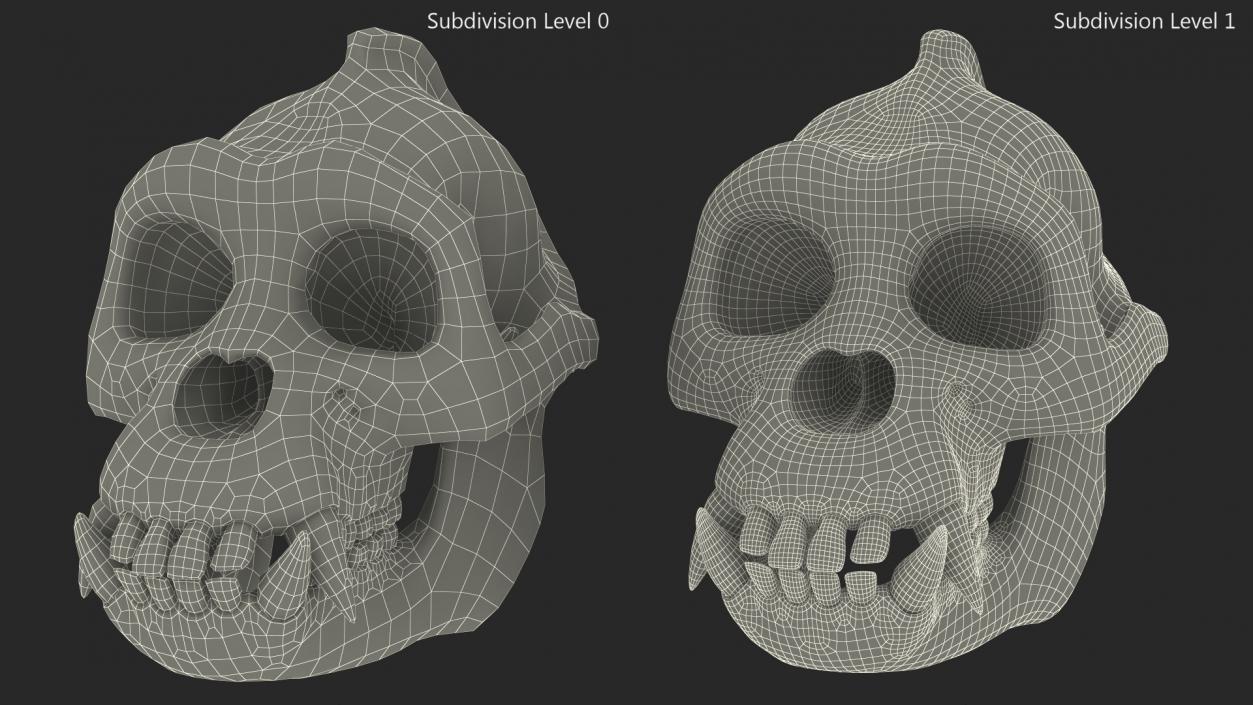 3D Gorilla Skull model