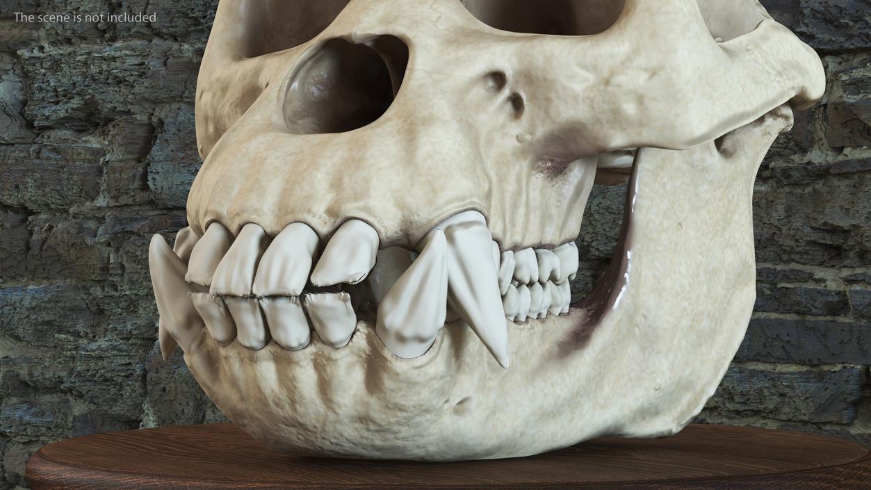 3D Gorilla Skull model