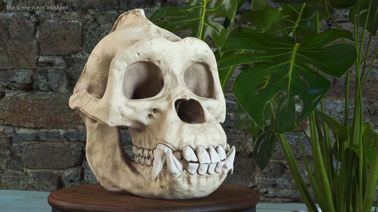 3D Gorilla Skull model