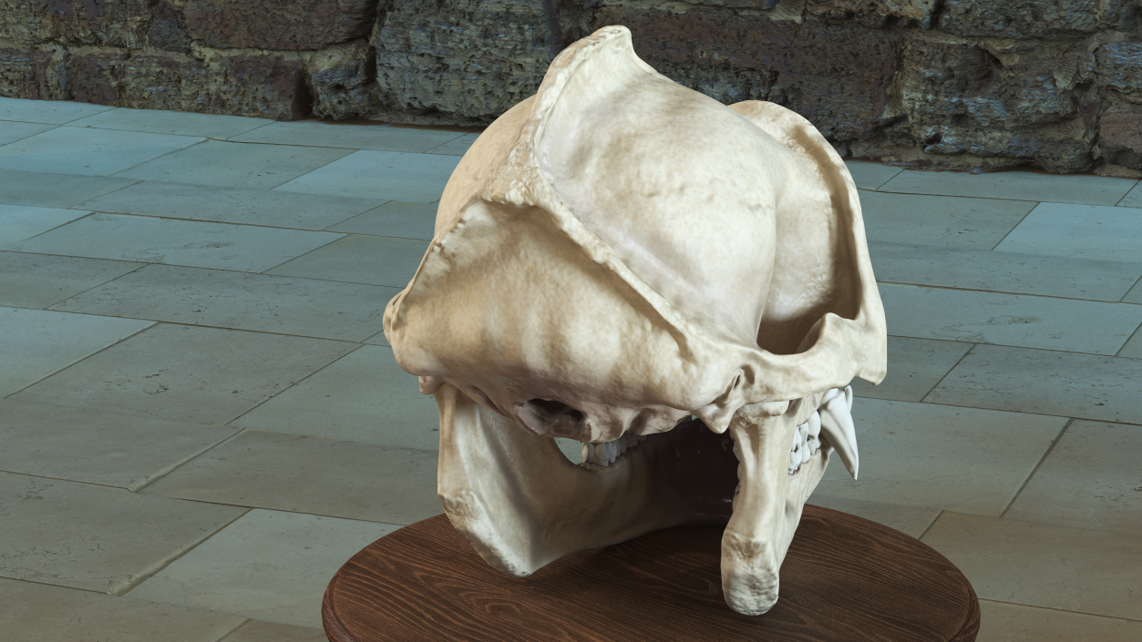 3D Gorilla Skull model