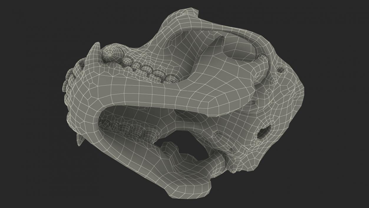 3D Gorilla Skull model