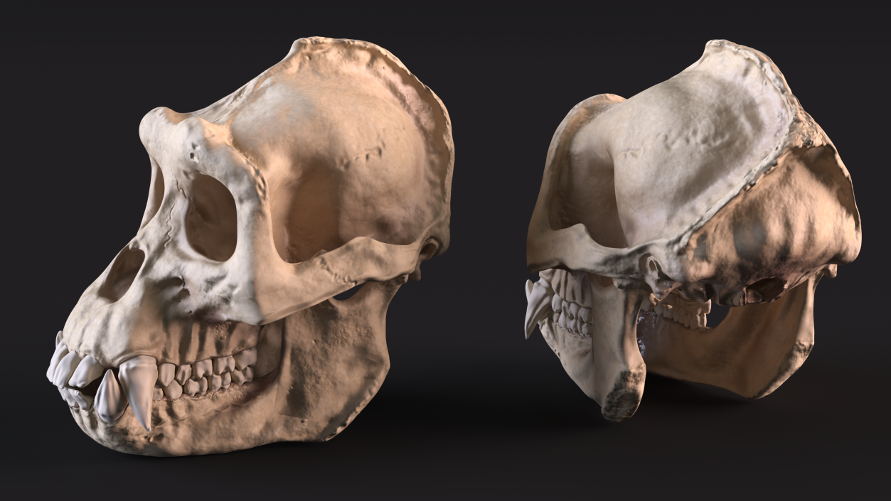 3D Gorilla Skull model