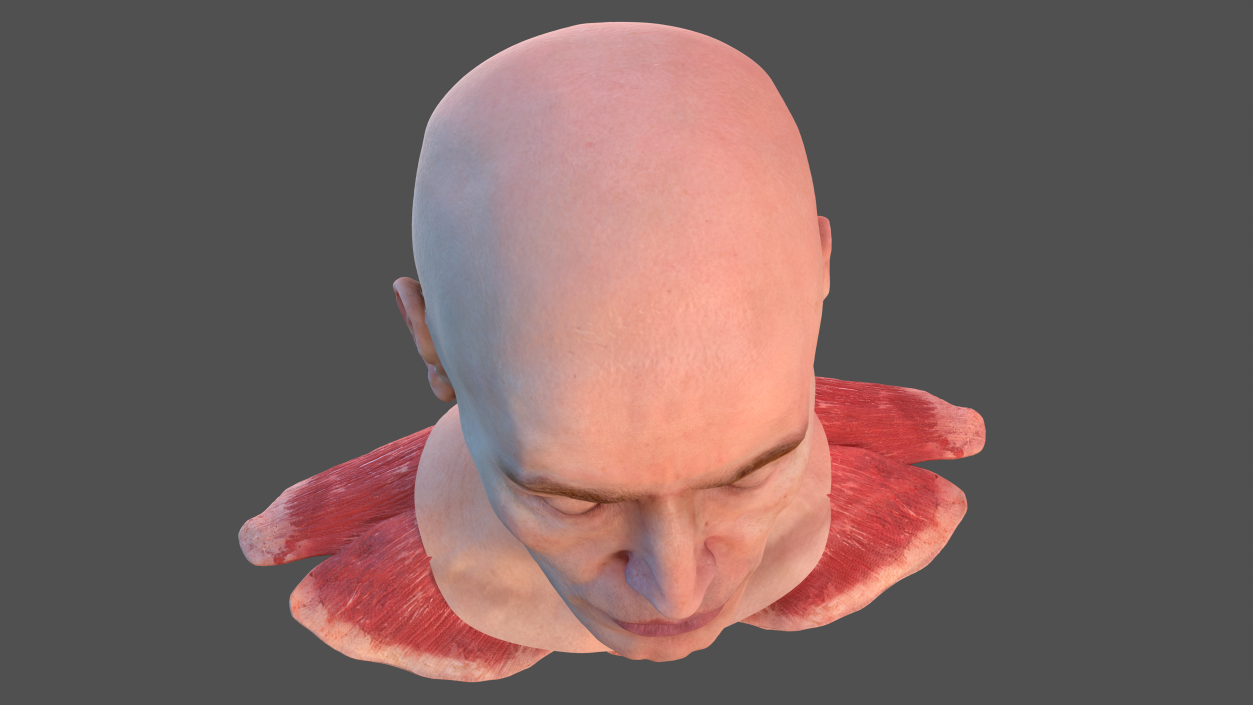 Human Head Full Anatomy and Skin 3D