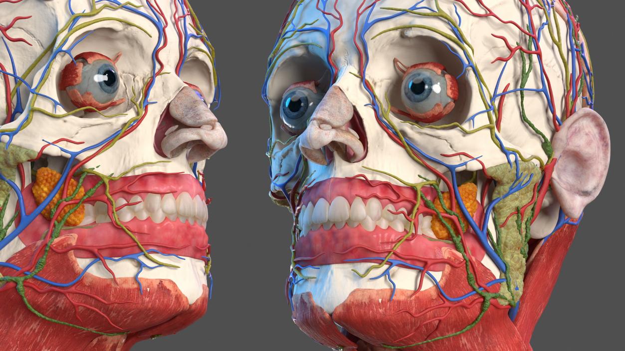 Human Head Full Anatomy and Skin 3D