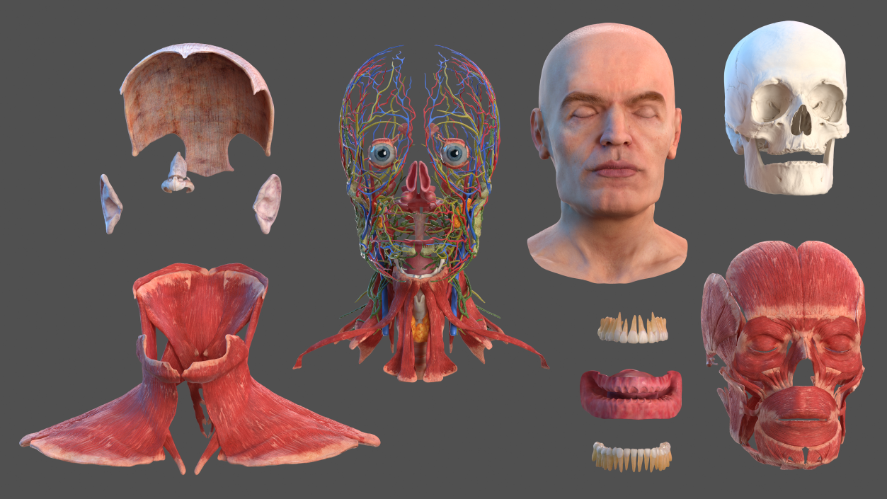 Human Head Full Anatomy and Skin 3D