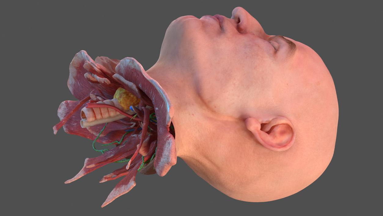 Human Head Full Anatomy and Skin 3D