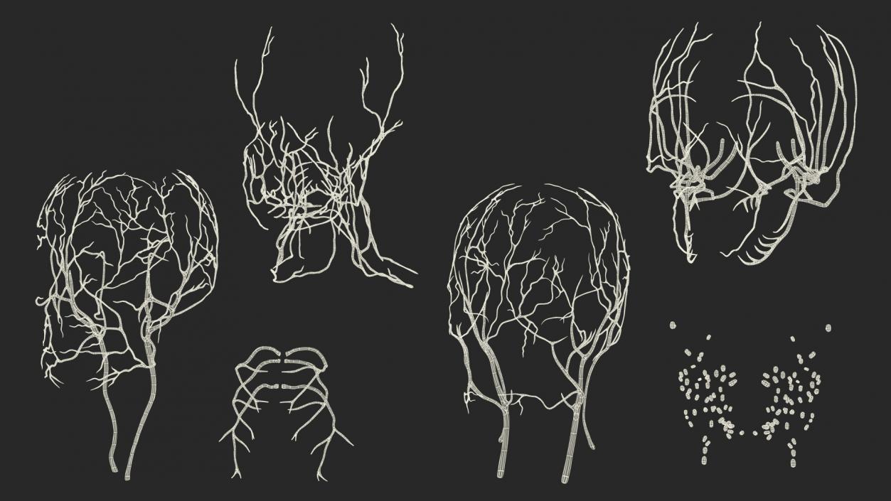 Human Head Full Anatomy and Skin 3D