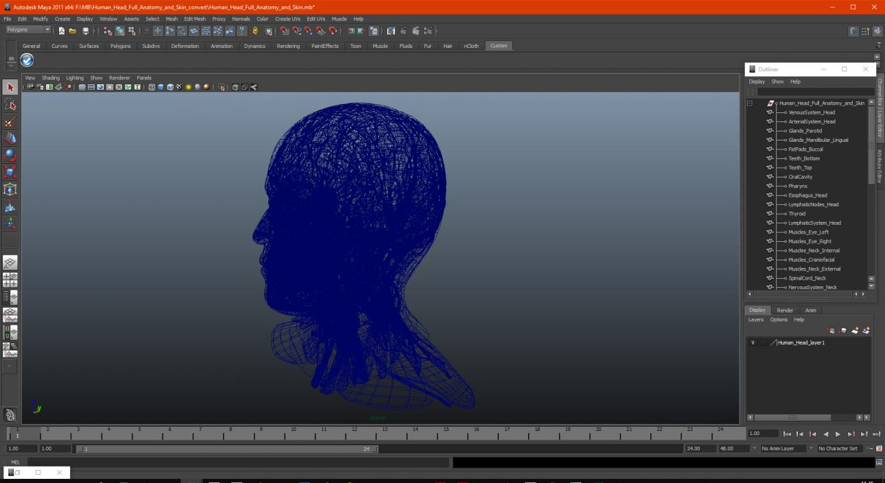 Human Head Full Anatomy and Skin 3D