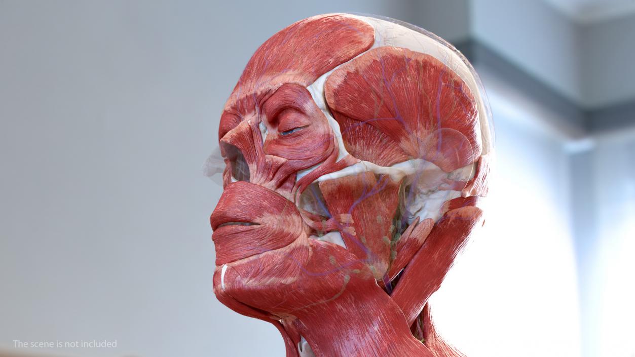 Human Head Full Anatomy and Skin 3D