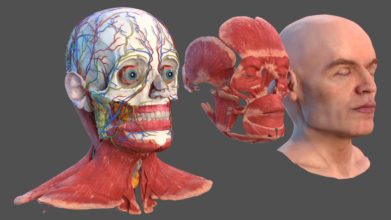 Human Head Full Anatomy and Skin 3D