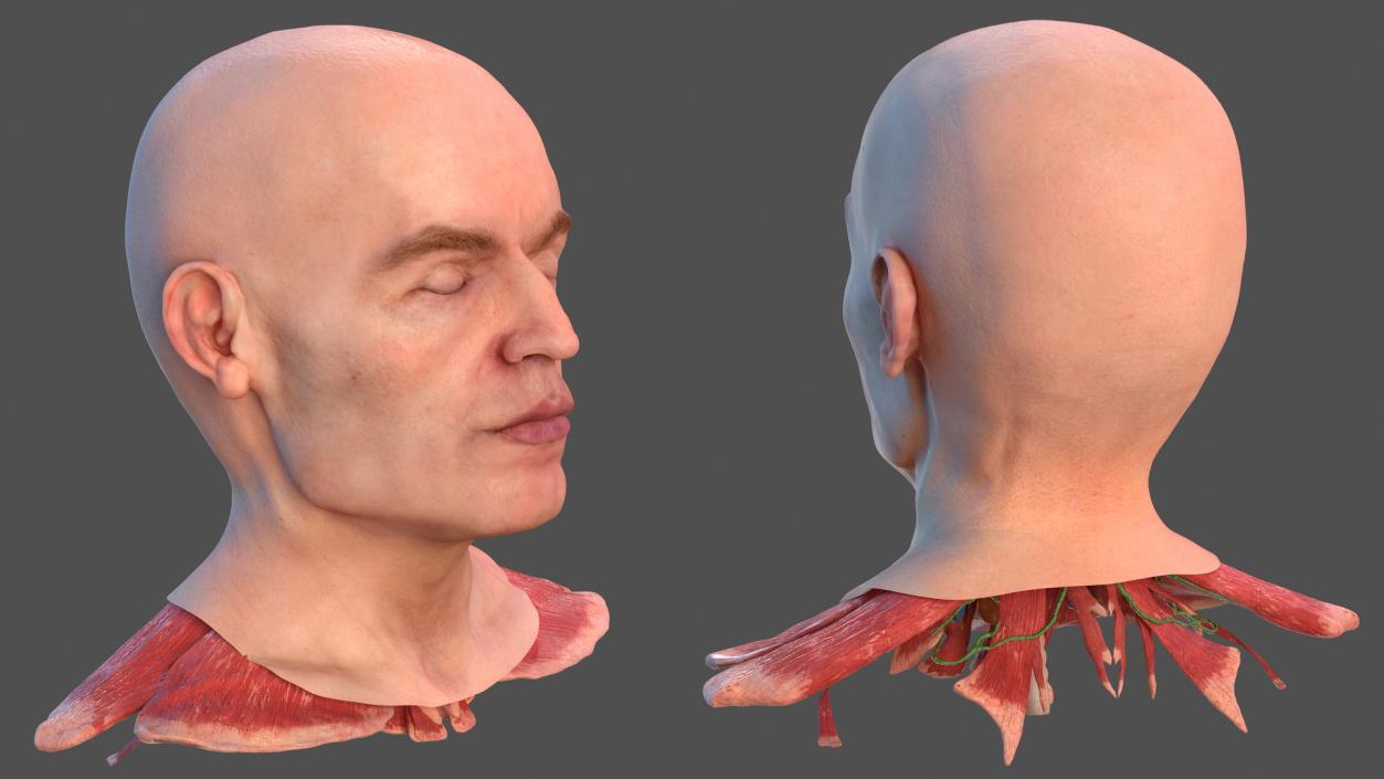 Human Head Full Anatomy and Skin 3D