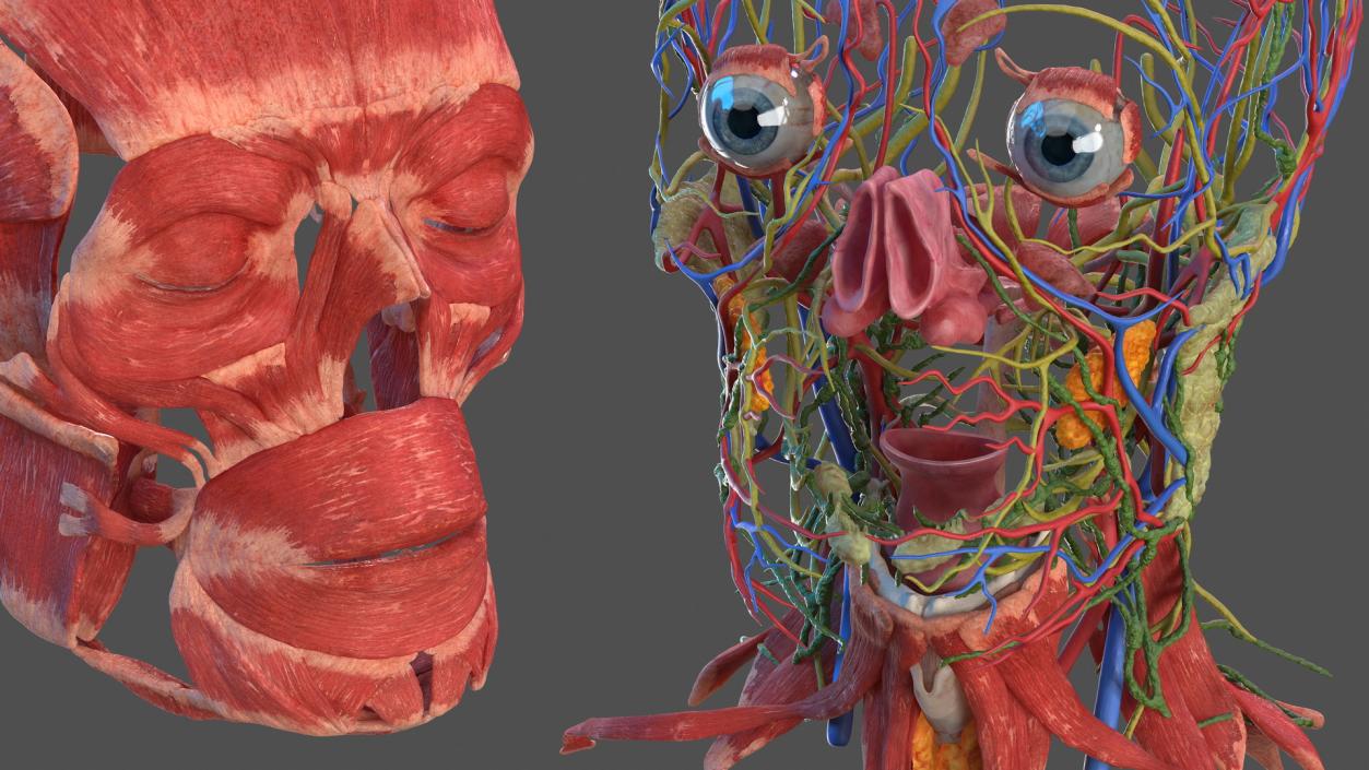 Human Head Full Anatomy and Skin 3D