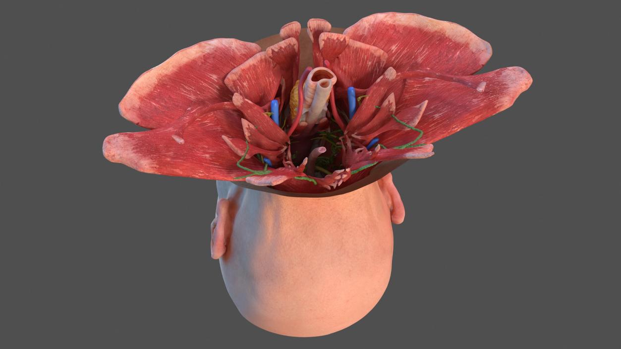 Human Head Full Anatomy and Skin 3D