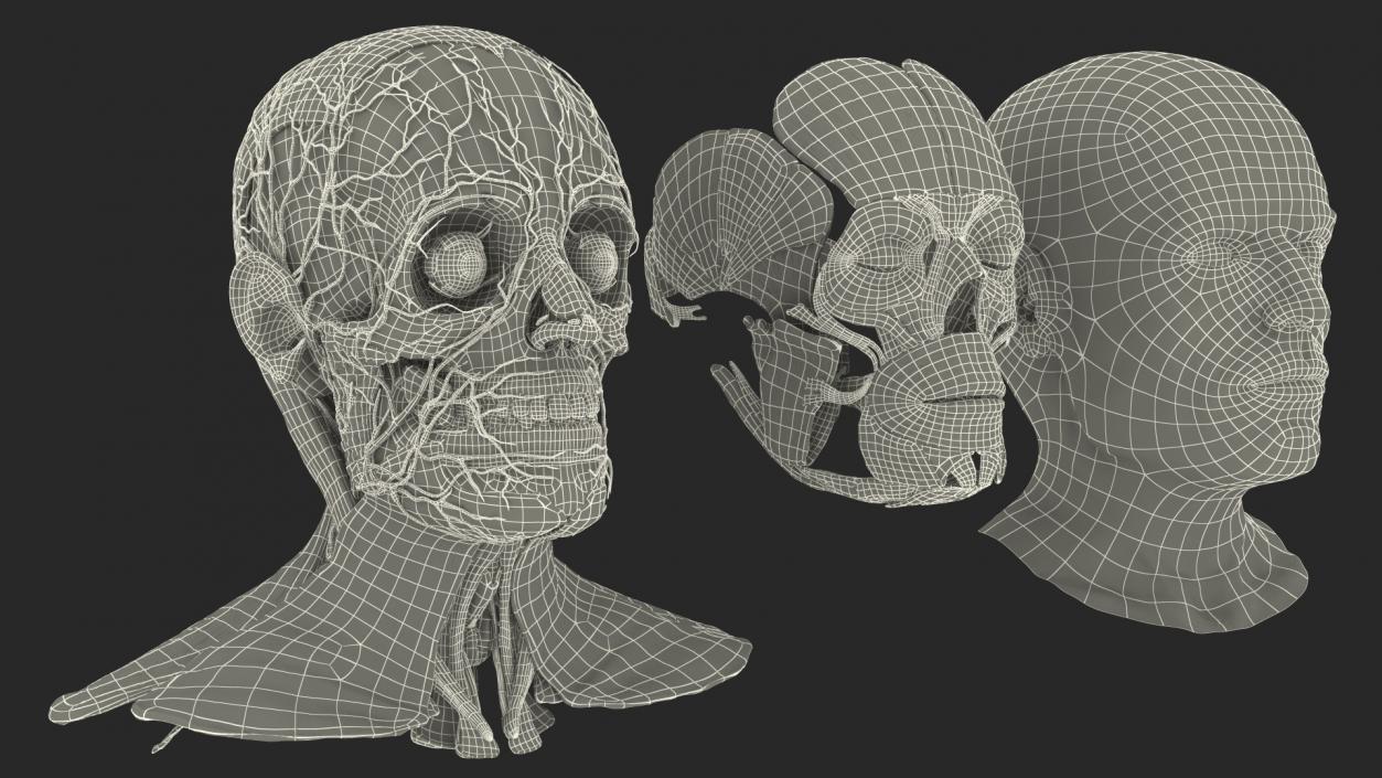 Human Head Full Anatomy and Skin 3D